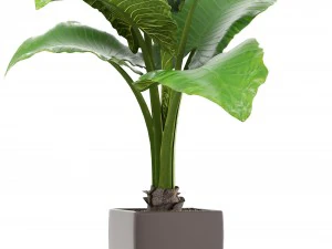 alocasia macrorrhiza 3D Model