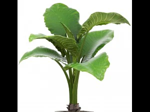 alocasia macrorrhiza 3D Model