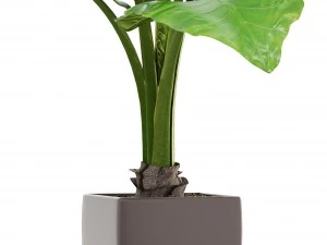 alocasia macrorrhiza 3D Model