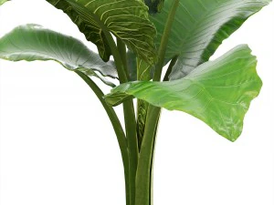alocasia macrorrhiza 3D Model