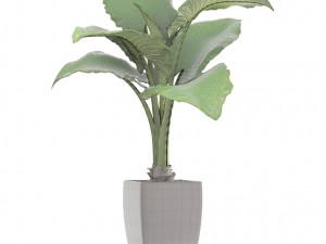 alocasia macrorrhiza Model 3D
