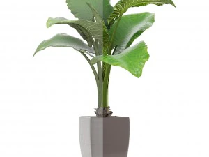 alocasia macrorrhiza 3D Model
