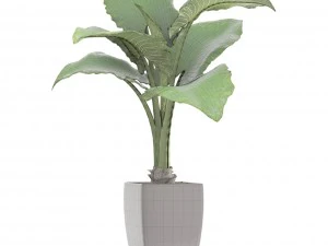 alocasia macrorrhiza 3D Model