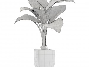 alocasia macrorrhiza Model 3D