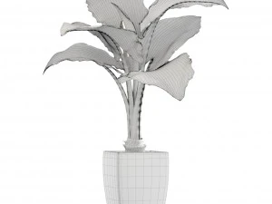 alocasia macrorrhiza 3D Model