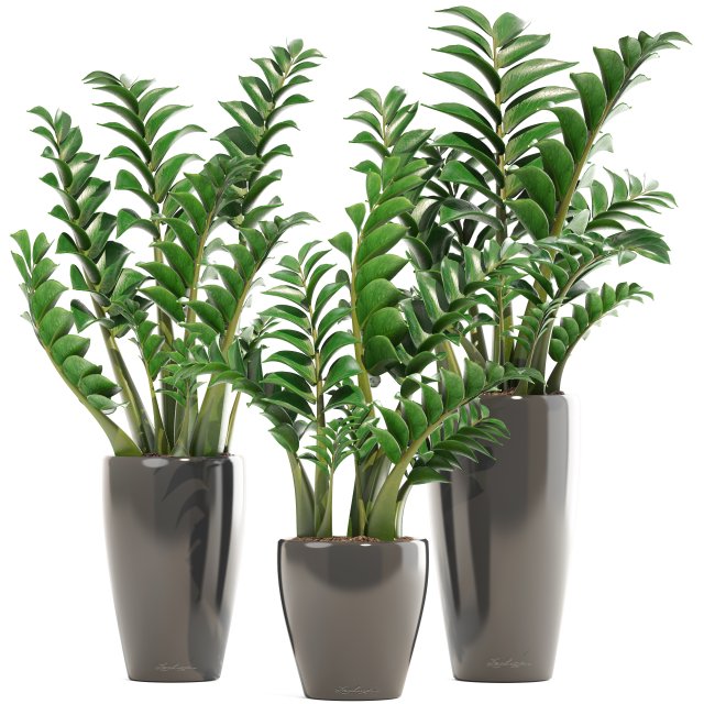 zamioculcas set plants 3D 模型 .c4d .max .obj .3ds .fbx .stl .blend 