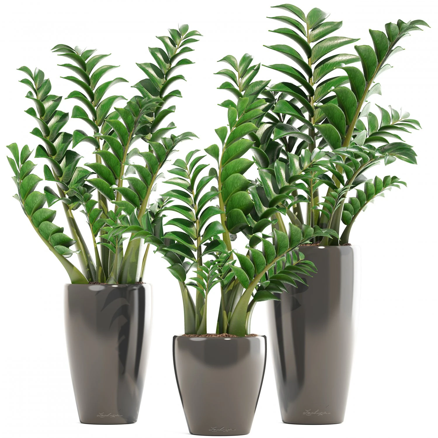 zamioculcas set plants 3D Model .c4d .max .obj .3ds .fbx .stl .blend