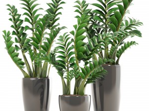 zamioculcas set plants 3D 모델