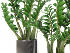 zamioculcas set plants 3D 模型