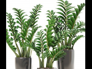 zamioculcas set plants 3D 模型