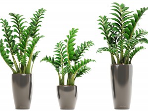 zamioculcas set plants 3D 模型