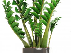 zamioculcas set plants 3D 模型