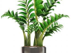 zamioculcas set plants 3D 模型