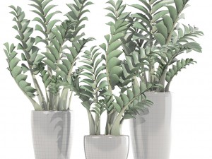 zamioculcas set plants 3D 模型