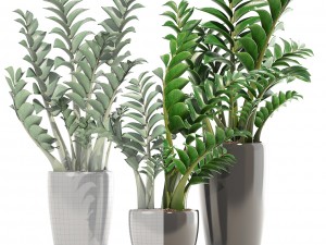 zamioculcas set plants 3D 模型