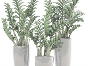 zamioculcas set plants 3D Model