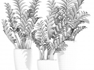 zamioculcas set plants 3D 模型