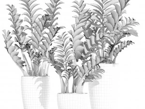 zamioculcas set plants 3D Model