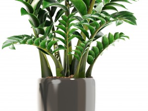 zamioculcas set plants 3D 模型