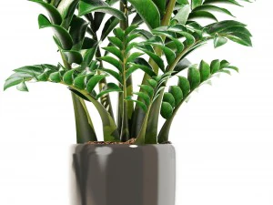zamioculcas set plants 3D Model