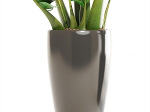 zamioculcas set plants 3D 模型