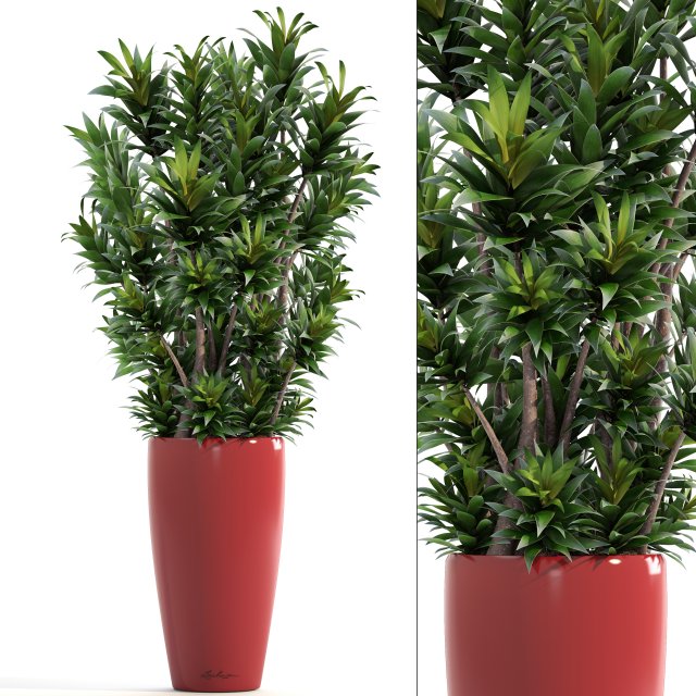 dracaena tree 3D 모델 .c4d .max .obj .3ds .fbx .stl .blend 