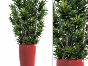 dracaena tree Model 3D