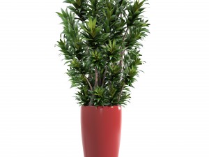 dracaena tree 3D 모델