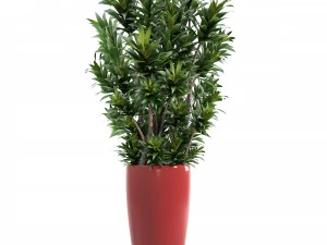 dracaena tree 3D Model