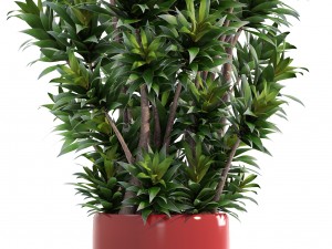 dracaena tree 3D 모델