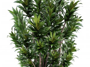 dracaena tree 3D 모델