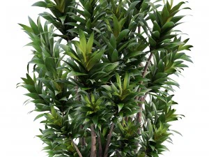 dracaena tree 3D Model