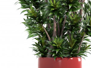 dracaena tree 3D 모델
