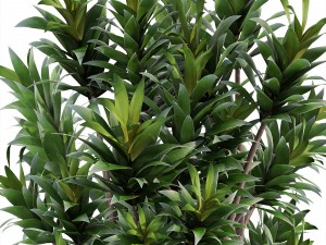 dracaena tree 3D 모델