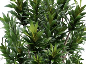 dracaena tree 3D Model
