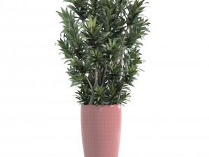 dracaena tree 3D 모델