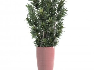 dracaena tree 3D Model