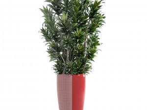 dracaena tree 3D 모델