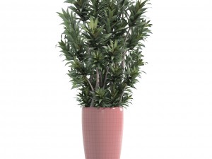 dracaena tree 3D 모델