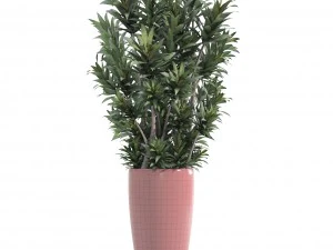 dracaena tree 3D Model