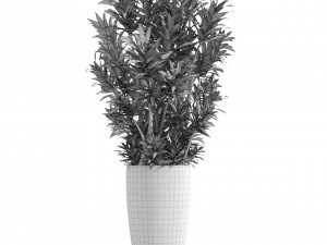 dracaena tree 3D 모델