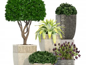collection of plants in classic pots 3D Model