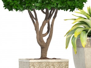 collection of plants in classic pots 3D 模型
