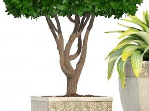 collection of plants in classic pots 3D Model