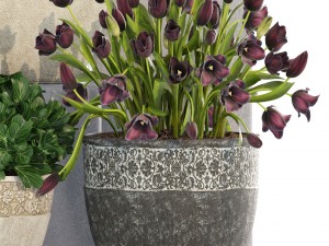 collection of plants in classic pots 3D 模型