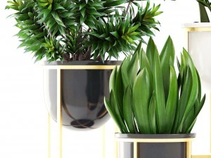 collection plants 3D Model