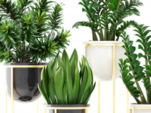 collection plants 3D Model