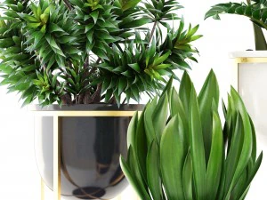collection plants 3D Model