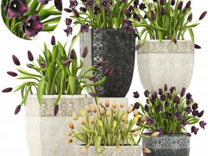 тюльпани 3D Модель