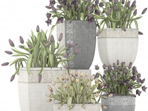 tulips Modèle 3D
